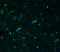 TMPRSS2 (IN) Antibody